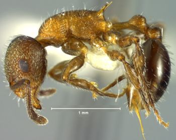 Media type: image; Entomology 22410   Aspect: habitus lateral view